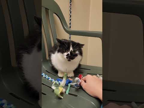 Singing to Help a Shy Shelter Cat Feel Safe | Elmer's Story 🐈‍⬛🥹