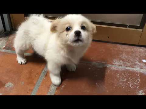 The tiny puppy kept crying, waiting for a family that would never return… his heart quietly breaking