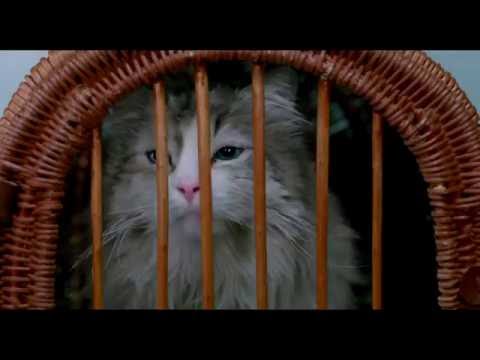 MA VIE DE CHAT - Extrait "Dans la peau d'un chat" VF [Kevin Spacey, Christopher Walken]