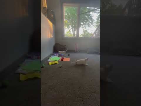 Funny cats pt. 4 #funny#cute#white#babies