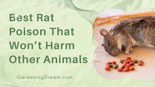 Best Rat Poison That Won’t Harm Other Animals