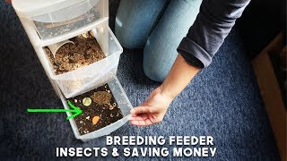 Breeding Feeder Insects &amp; Saving Money on Gecko Food!