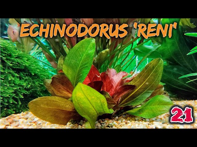 Echinodorus 'Reni'