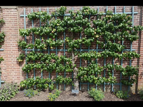 Garden Conservation.eu  Recording Trained Fruit webinar