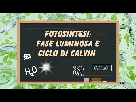 Photosynthesis: Light Phase and Dark Phase - A 10-Minute Explanation