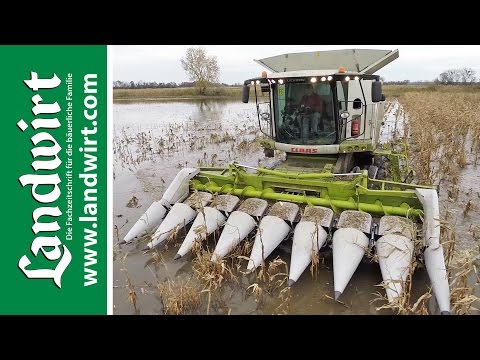 Maisernte im Schlamm mit Claas Lexion 760 Terra Trac | landwirt.com