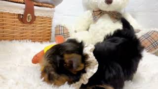ヨークシャーテリアの動画01