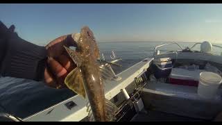 Fishing and Hunting Flathead