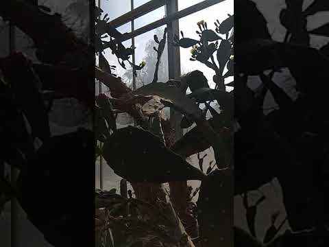 Odc. 29 -  Ogród botaniczny w Powsinie, kaktusiarnia,  cz. 2