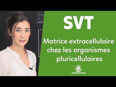 Matrice extracellulaire chez les organismes pluricellulaires