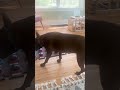 My talking dog's reaction to the sun coming out ☀️