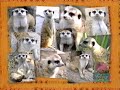 Let S Go To The Zoo Demo Version Part 5