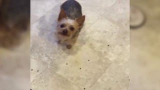 Dog drops his food to get a treat