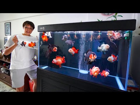 He Has the Most INCREDIBLE GOLDFISH TANK!!