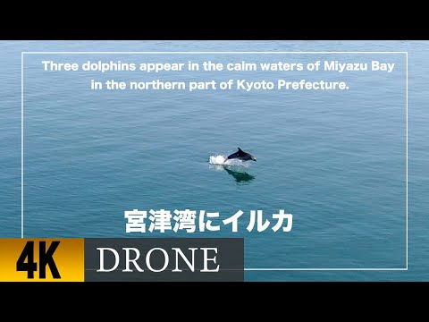 2021年2月6日宮津湾にイルカ3頭ドローン で撮影。Three dolphins appear in the calm waters of Miyazu Bay.