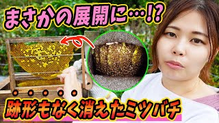 ニホンミツバチが消えた！？お墓にできた自然巣の保護から一週間後まさかの事態に・・・