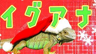 イグアナのわさびとクリスマス