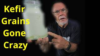 My Milk Kefir Grains Went Crazy! Here’s Why