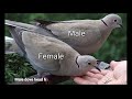 Dove Bird Male Female