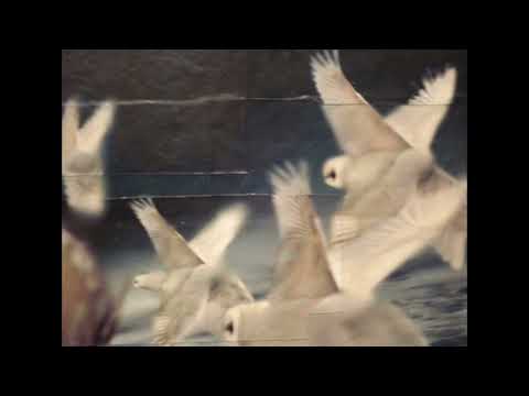 (free) slowdive x shoegaze type instrumental | “sight for sore eyes” (prod. sxzu)