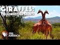 Giraffes The Forgotten Giants 2014 Full Documentary