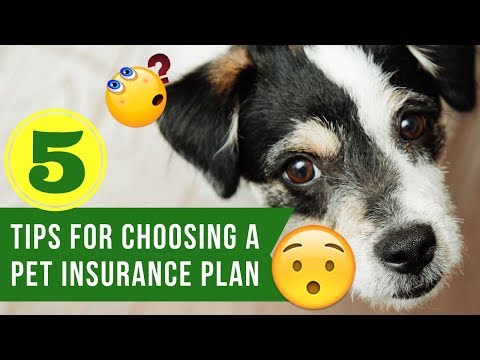 5 Tips for Choosing a Pet Insurance Plan