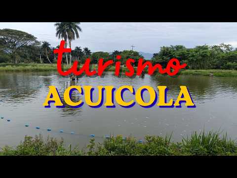 🐠🐟 EXISTE un lugar donde alimentan a las CACHAMAS con plátano🍌