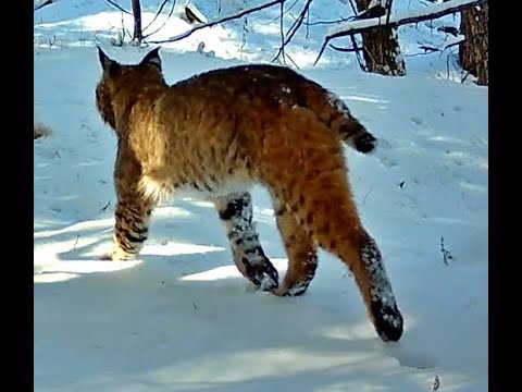 Bobcat Wildcat Hills Nebraska 2 11 24 1202pm