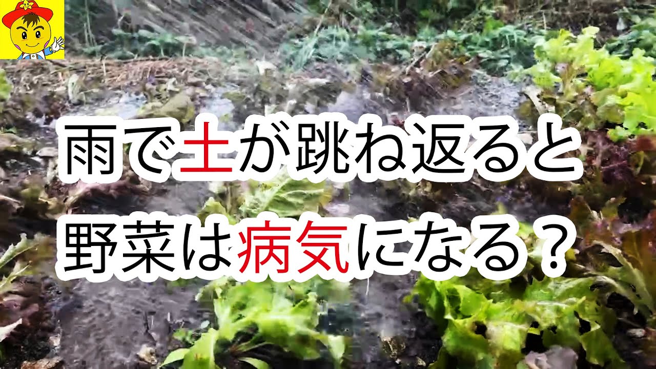泥跳ねで野菜は病気に？土と病気の真実