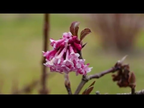 6-6-6 - Promethazine pt.2 [ Video By. Double 威利 ]