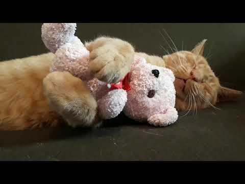 Rudy woli spać zamiast wstać