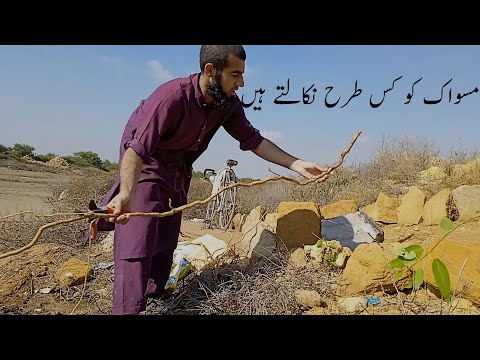 Miswak (Salvadora Persica) tree | by Qari adil khan HD | Video 2022 سواک