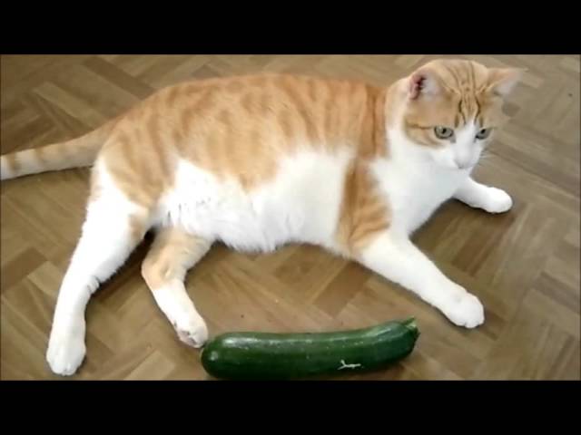 Cats vs cucumbers versin alternativa