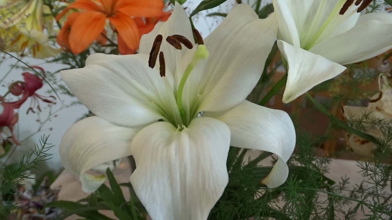 Lilium var. Navona