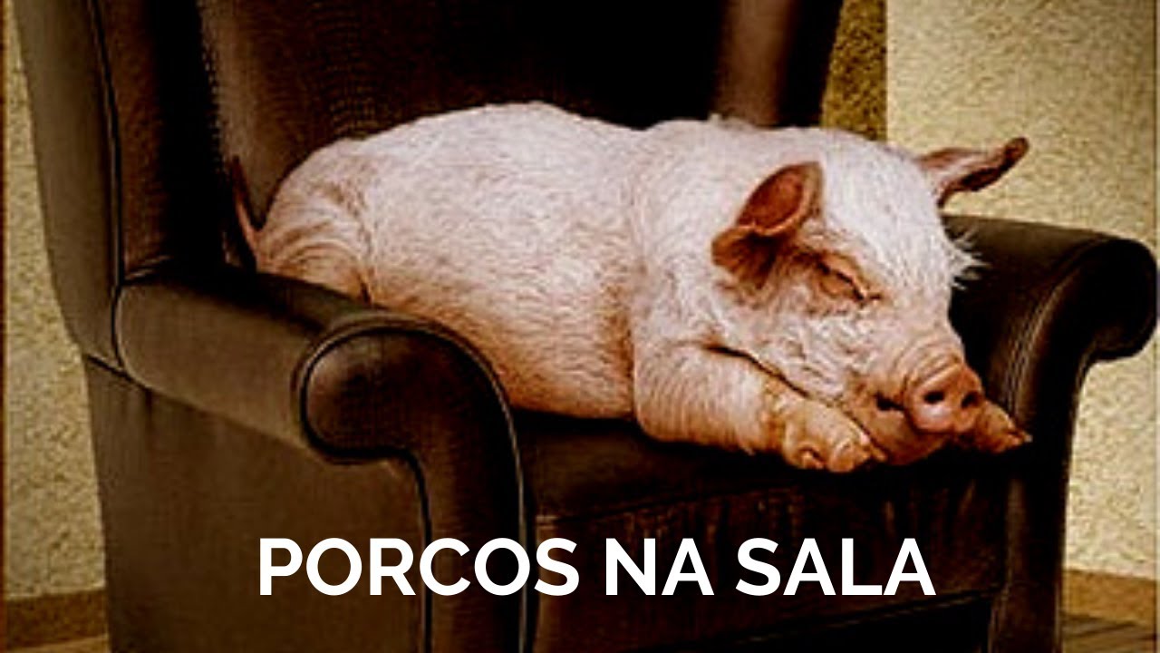 PORCOS NA SALA