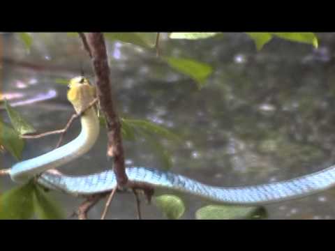 Australian Snakes - Green Tree Snake