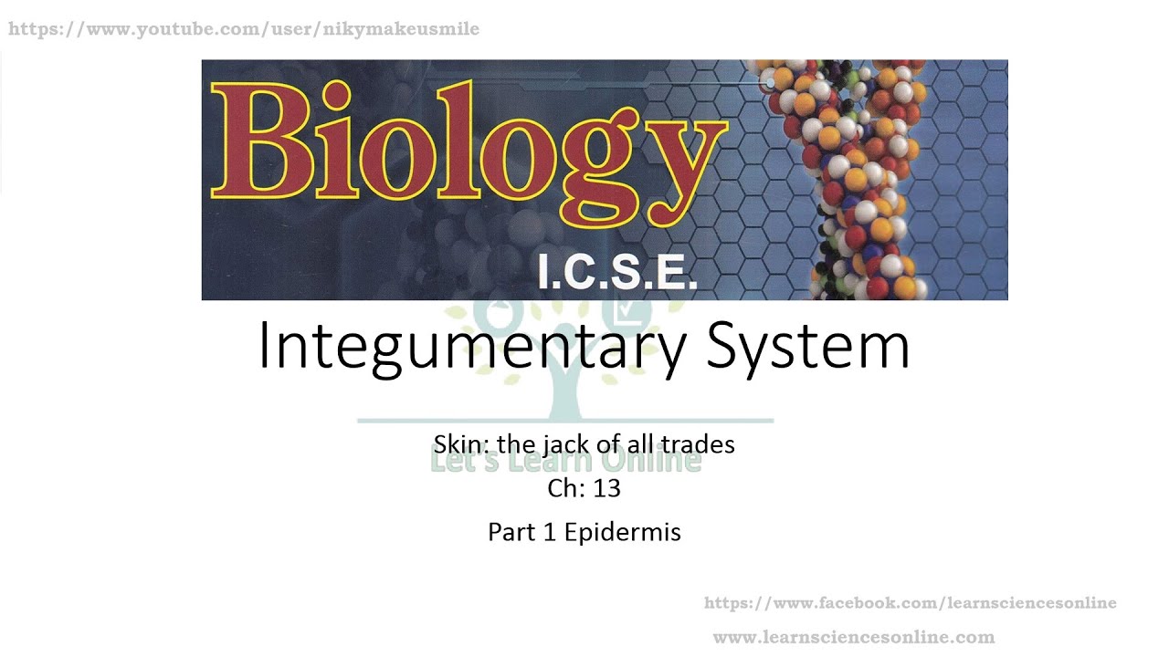 Skin: the jack of all trades Ch: 13 Part 1 Epidermis