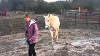 preview picture of video 'Goldie joining up walk-percheron-cross-mare-for-sale-gore-va'