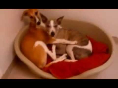 Elisha´s Liebkosungen.mp4