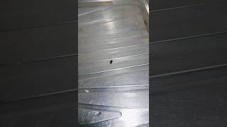 Mosca #mosca #chatamari #bomdia