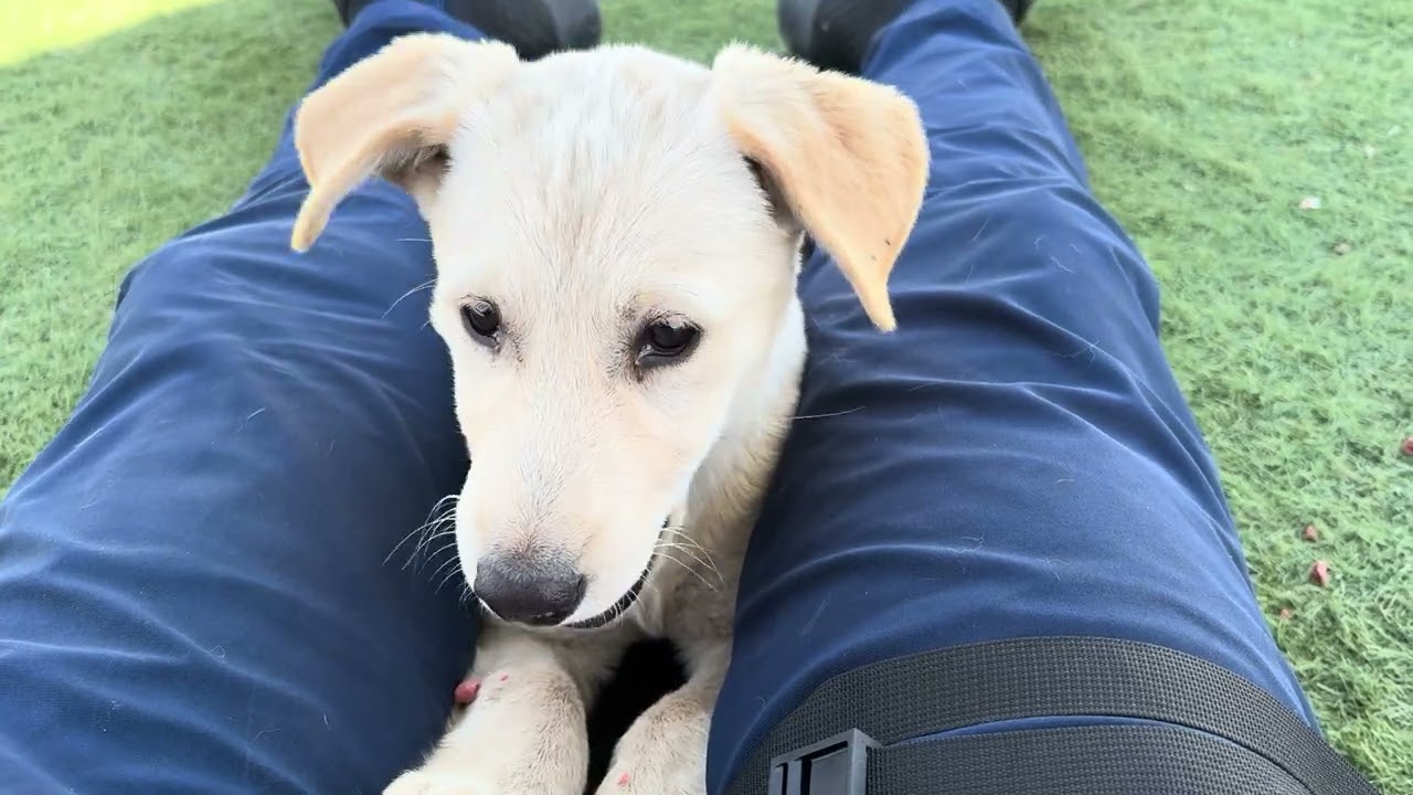 Enlarge Hollywood Available June 2, an adopted mixed breed in Wasco, CA video 6/6