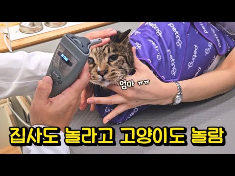 착하지만 힘이 센 호동이의 건강 검진