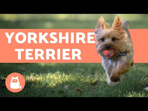 How to Make a Yorkshire Terrier's Ears Stand Up - Tricks and Techniques