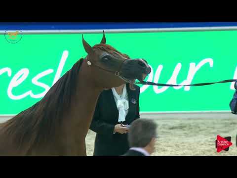 N 92 STAR OF AL ZOBAIR   Dubai 2019   Mares in age 7 9 years old