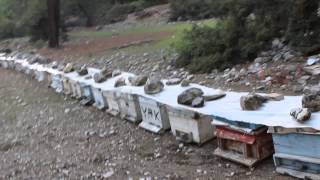preview picture of video 'Apiary in Oludeniz, Turkey: Beehives for Honeydew Honey, APISLAVIA 2014'