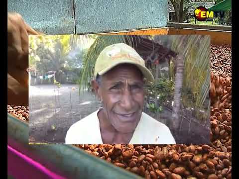 NO GOVERNMENT SUPPORT FOR SALAMAUA