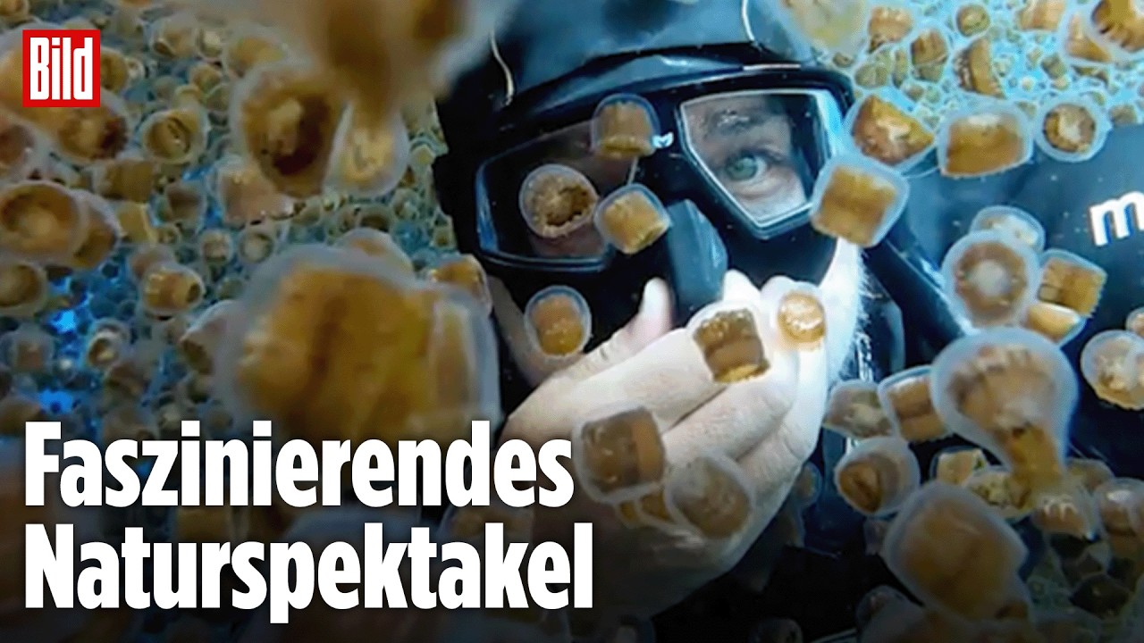 PHILLIPINEN: Taucher schwebt durch spektakuläre Quallen-Galaxie!