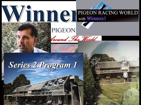 Ace pigeon flyer from Pigeon Racing World with Winners1 Series 2 Program 1