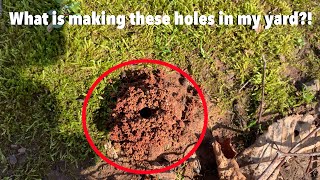 Small holes in my yard - what insect is digging these holes?