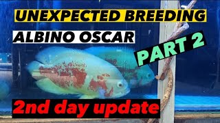 UNEXPECTED BREEDING PART 2 | HOW TO BREED OSCAR FISH | PAANO MAG BREED NG OSCAR FISH